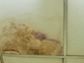 Water stains and mold  on the ceiling in house.