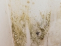 Mildewed walls with different sorts of mold (close-up shot)