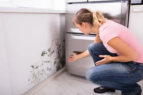 Mold removal in West Palm Beach