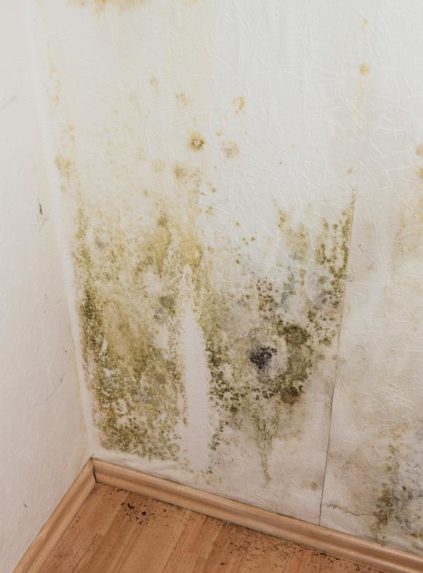 Mildewed walls with different sorts of mold