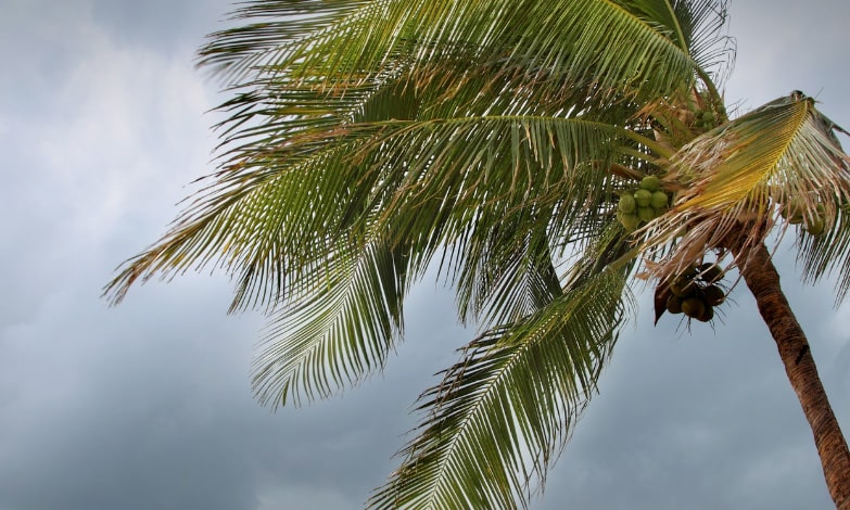 Palm Tree blowing in the wind as a storm approaches.